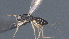  (Ecphylus Malaise8924 - CCDB-28456-C06)  @11 [ ] CreativeCommons - Attribution (2023) Michael Sharkey Centre for Biodiversity Genomics