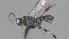  (Chelonus Malaise8716 - CCDB-28457-B12)  @11 [ ] CreativeCommons - Attribution (2023) Michael Sharkey Centre for Biodiversity Genomics