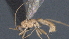  (Heterospilus Malaise7342 - CCDB-28470-C11)  @11 [ ] CreativeCommons - Attribution (2023) Michael Sharkey Centre for Biodiversity Genomics