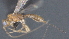  (Heterospilus Malaise9219 - CCDB-28474-B09)  @11 [ ] CreativeCommons - Attribution (2023) Michael Sharkey Centre for Biodiversity Genomics