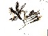  (Rhodomela tenuissima - GWS007342)  @11 [ ] Unspecified (default): All Rights Reserved  Unspecified Unspecified