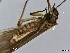  (Brachyptera tristis - CROBD117)  @11 [ ] CreativeCommons - Attribution Non-Commercial Share-Alike (2019) Martina Podnar Croatian Natural History Museum Zagreb