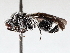  (Barichneumon Malaise9534 - BIOUG72918-E07)  @11 [ ] CreativeCommons - Attribution (2021) CBG Photography Group Centre for Biodiversity Genomics