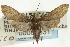  (Desmia filicornis - CNCLEP00089531)  @11 [ ] CreativeCommons - Attribution Non-Commercial Share-Alike (2011) Jean-Francois Landry, CNC and Zhaofu Yang, BIO Canadian National Collections
