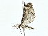  (Eupithecia Malaise2312 - BIOUG70303-A05)  @11 [ ] CreativeCommons - Attribution (2022) CBG Photography Group Centre for Biodiversity Genomics