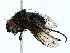  (Trafoia Malaise7474 - BIOUG85453-B06)  @11 [ ] CreativeCommons - Attribution (2022) CBG Photography Group Centre for Biodiversity Genomics