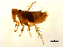  (Ceratophyllidae - 10AVB-PAR0032)  @15 [ ] CC-0 (2010) Crystal Sobel, Biodiversity Institute of Ontario Unspecified