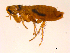  (Ctenophthalmidae - 10AVB-PAR0058)  @15 [ ] CreativeCommons - Attribution (2010) Crystal Sobel, Biodiversity Institute of Ontario Unspecified
