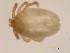  (Ixodes soricis - 10AVB-PAR0064)  @13 [ ] CC-0 (2010) Crystal Sobel, Biodiversity Institute of Ontario Unspecified