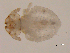  (Trichodectidae - 10AVB-PAR0070)  @14 [ ] CC-0 (2010) Crystal Sobel, Biodiversity Institute of Ontario Unspecified