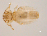  (Trichodectidae - 10AVB-PAR0087)  @14 [ ] CC-0 (2010) Crystal Sobel, Biodiversity Institute of Ontario Unspecified
