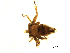  (Basilia anceps - ISU JW28-01)  @11 [ ] CreativeCommons - Attribution (2010) Crystal Sobel Centre for Biodiversity Genomics
