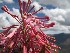  (Oreocallis grandiflora - CORBIDI PL A-6)  @11 [ ] Copyright (2010) CORBIDI Centro de Ornitologia y Biodiversidad