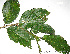  (Combretum fruticosum - CSP01126)  @11 [ ] CreativeCommons - Attribution Non-Commercial Share-Alike (2008) Unspecified Carnegie Institution for Science