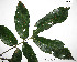  (Swartzia jororii cf - CSP01395)  @11 [ ] CreativeCommons - Attribution Non-Commercial Share-Alike (2008) Unspecified Carnegie Institution for Science