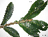  (Ficus quichuana - CSP01410)  @11 [ ] CreativeCommons - Attribution Non-Commercial Share-Alike (2008) Unspecified Carnegie Institution for Science