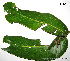  (Nectandra cissiflora - CSP01421)  @11 [ ] CreativeCommons - Attribution Non-Commercial Share-Alike (2008) Unspecified Carnegie Institution for Science