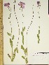  (Oenothera speciosa - CSU017-1)  @11 [ ] Unspecified (default): All Rights Reserved  Unspecified Unspecified