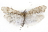  ( - CSUPOBK-0725)  @14 [ ] CreativeCommons - Attribution (2010) CBG Photography Group Centre for Biodiversity Genomics