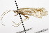  ( - CSUPOBK-0872)  @12 [ ] CreativeCommons - Attribution (2010) CBG Photography Group Centre for Biodiversity Genomics
