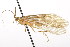  (Rhyacophila verrula - CSUPOBK-0989)  @14 [ ] CreativeCommons - Attribution (2010) CBG Photography Group Centre for Biodiversity Genomics