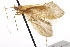  ( - CSUPOBK-1030)  @13 [ ] CreativeCommons - Attribution (2010) CBG Photography Group Centre for Biodiversity Genomics