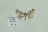  (Cleora lipotera - BC-CT-MNHN0072)  @11 [ ] cc-by (2022) Claude Tautel  MNHN