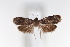  (Episimus dominicanus - CUIC000052639)  @11 [ ] Creative Common License (2022) Cornell University Insect Collection Cornell University Insect Collection
