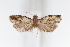  ( - CUIC000053489)  @11 [ ] Creative Common License (2022) Cornell University Insect Collection Cornell University Insect Collection