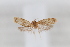  ( - CUIC000053502)  @11 [ ] Creative Common License (2022) Cornell University Insect Collection Cornell University Insect Collection