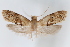  ( - CUIC000053529)  @11 [ ] Creative Commons License (2022) Cornell University Insect Collection Cornell University Insect Collection