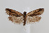  ( - CUIC000058442)  @11 [ ] Creative Commons License (2022) Cornell Univserity Insect Collection Cornell University Insect Collection