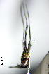  (Aedes serratus - CUL_0055)  @14 [ ] CreativeCommons - Attribution (2013) Rahuel Chan Instituto Tecnologico de Chetumal