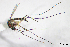  (Aedes angustivittatus - CUL_0058)  @14 [ ] CreativeCommons - Attribution (2013) Rahuel Chan Instituto Tecnologico de Chetumal