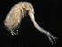  (Eudorella truncatula - UMBergen_NB_cuma98)  @13 [ ] CreativeCommons - Attribution Non-Commercial Share-Alike (2014) University of Bergen, Norway University of Bergen, Natural History Collections