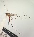  (Sabethes identicus - IMR--Cu-03)  @11 [ ] by-nc-nd (2019) Janina Faraone Instituto de Medicina Regional- Entomology Area