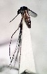  (Sabethes glaucodaemon - IMR-Cu-31)  @11 [ ] by-nc-nd (2019) Debora Bangher Instituto de Medicina Regional- Entomology Area