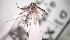  ( - IMR-CU-45)  @11 [ ] by-nc-nd (2019) Debora Bangher Instituto de Medicina Regional- Entomology Area