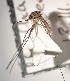 ( - IMR-Cu-47)  @11 [ ] by-nc-nd (2019) Debora Bangher Instituto de Medicina Regional- Entomology Area