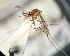  (Culex milwardi - IMR-Cu-85)  @11 [ ] by-nc-nd (2019) Debora Bangher Instituto de Medicina Regional- Entomology Area