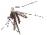  (Aedes marshallii - CCDB-45178-C04)  @11 [ ] CreativeCommons - Attribution Share - Alike (2024) CBG Photography Group Centre for Biodiversity Genomics