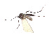  (Aedes pexus - CCDB-45178-C07)  @11 [ ] CreativeCommons - Attribution Share - Alike (2024) CBG Photography Group Centre for Biodiversity Genomics