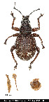  (Sciobius sp. 8 - JHAR02373-0101)  @11 [ ] Copyright (2021) Unspecified Centre de Cooperation Internationale en Recherche Agronomique pour le Developpement