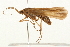  (Hesperophylax designatus - 09CUTRI-030)  @14 [ ] CreativeCommons - Attribution (2009) Unspecified Centre for Biodiversity Genomics