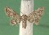  (Cerynea araeopterella - KLM Lep 03694)  @14 [ ] CreativeCommons - Attribution Non-Commercial Share-Alike (2015) Christian Wieser Landesmuseum Kärnten