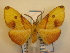  (Hypochrosis flavifusata - KLM Lep 00680)  @14 [ ] CreativeCommons - Attribution Non-Commercial Share-Alike (2013) Peter Huemer Landesmuseum Kärnten