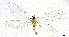  (Chrysopidia sp. 2YLBOLD - CX24201)  @11 [ ] c (2020) Xingyue Liu Entomological Museum of China Agricultural University (CAU), Beijing