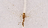  ( - CX30111)  @11 [ ] c (2020) Xingyue Liu Entomological Museum of China Agricultural University (CAU), Beijing