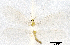  (Chrysopidia sp. 1YLBOLD - CX20202)  @11 [ ] c (2020) Xingyue Liu Entomological Museum of China Agricultural University (CAU), Beijing