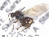  (Andricus quercusradicis - CYNNI13)  @14 [ ] CreativeCommons - Attribution Non-Commercial Share-Alike (2013) Arnstein Staverlokk Norwegian Institute of Nature Research
